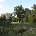 IMG_1198.jpg